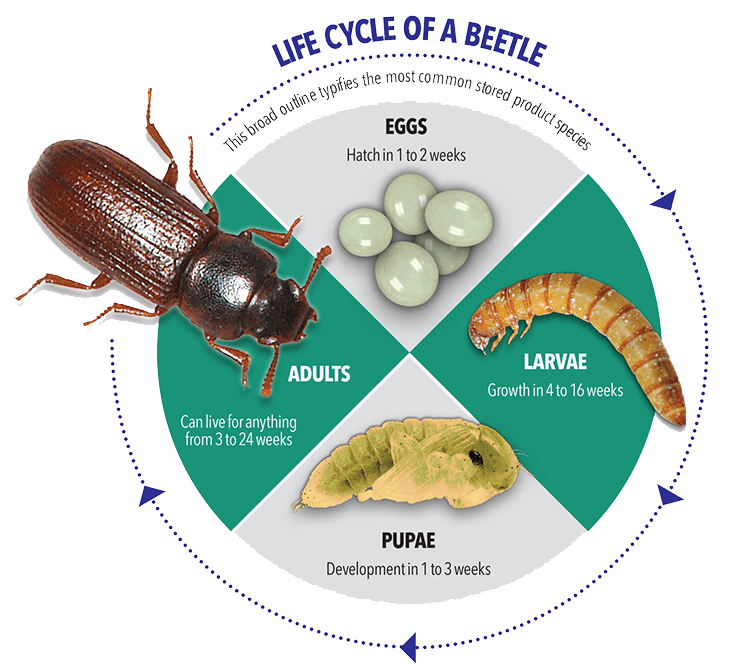 Cigar beetles popularization and prevention