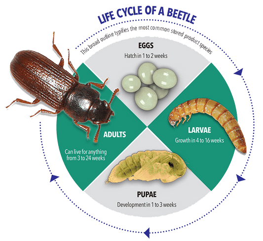 Cigar beetles popularization and prevention